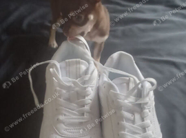 Pedigree tea cup chihuahua male puppy