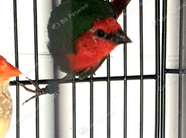 Parrot finch for sale