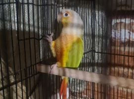 Lovely hen conure