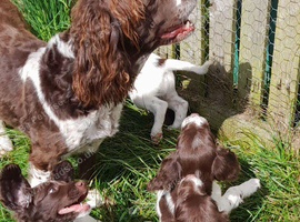 Gorgeous English Springer Spaniel Puppies