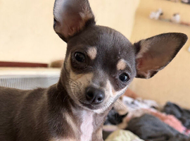 9 month old female chihuahua