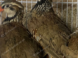 Red legged partridge