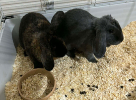 Rabbit