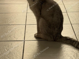 Beautiful Scottish Fold Female