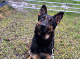 Working Line GSD Puppies KC Registered