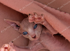 3 sphinx left