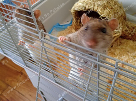 2 male rats