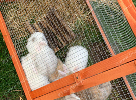 Rabbits