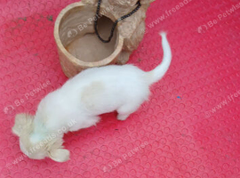 Lovely kind Maltese cross chihuahua