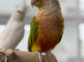 Pineapple conure