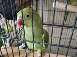 PAIR OF INDIAN RINGNECKS