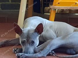 Thai Ridgeback (NOT a mongrel)