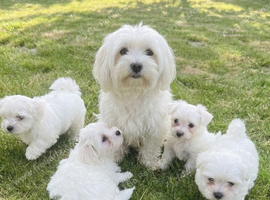 Gorgeous Maltese Toy puppies
