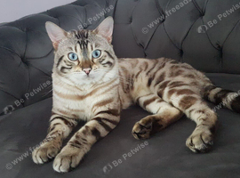 Snow White Bengal