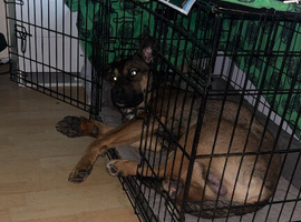 German shepherd x Rottweiler male