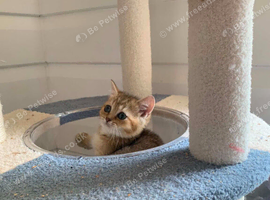 BSH Kittens Rare to UK Shaded colours