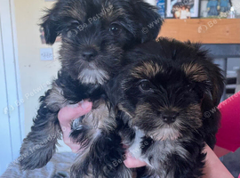 Yorkie Biewer puppies