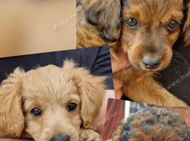 Three Cavapoochon pups left, ready now