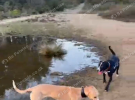 Female greyhound cross whippet