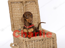 Experienced Choc & Tan Mini - KC Reg & DNA CLEAR