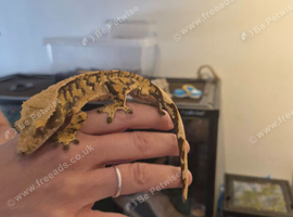 Male crested gecko
