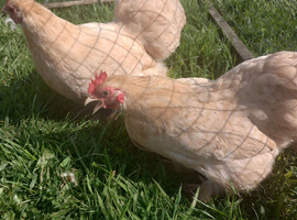 Beautiful lemon cuckoo pekin bantams