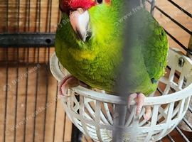 KAKARIKIS FOR SALE
