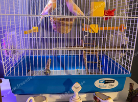 Pair red mosaic canaries