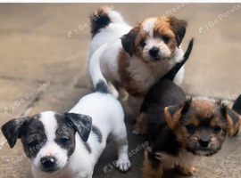 Jack russell x chihuahua puppies