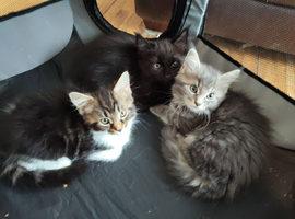 Gorgeous maine coon cross kittens