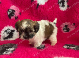 Cute & Cuddly Shorkie Puppies Available