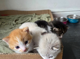 Kittens