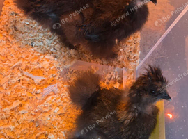 Silkie chicks
