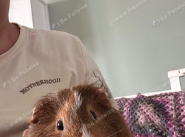 Dougie. male guinea pig