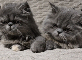 Stunning GCCF Registered Persian Kittens Champion Lines