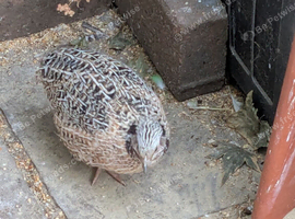 2 male conturnix quail