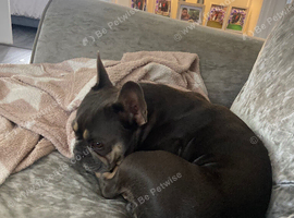 Blue and tan frenchie
