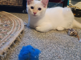 *Reduced*Flame point Ragdoll Kitten for sale