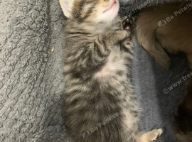 3 beautiful tabby kittens