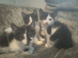 3 black/white kittens ready to go(2 left)
