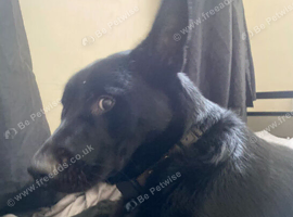 1 year old Coco
