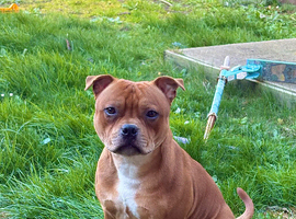 Staffordshire bull terrier - QUALITY STUD - full pedigree - ** champion bloodline**