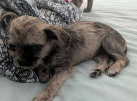 10 week old puppy