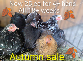 Pekin pullets (female) 18+ weeks old