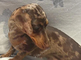 Dachshunds