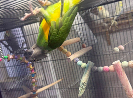 Semi tamed dna male Senegal parrot