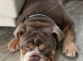 Male English bulldog