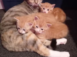 Hi I have 3stunning kitten