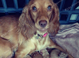 Cocker spaniel puppies for sale