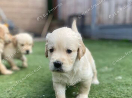 Beautiful Golden Retriever Puppies Raised With Love
